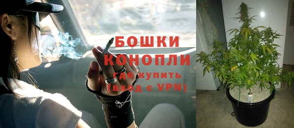 прущие грибы Медвежьегорск